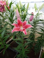 [4272 Cadenza Mak No01.JPG]